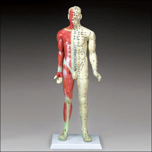 Anatomical charts & Models