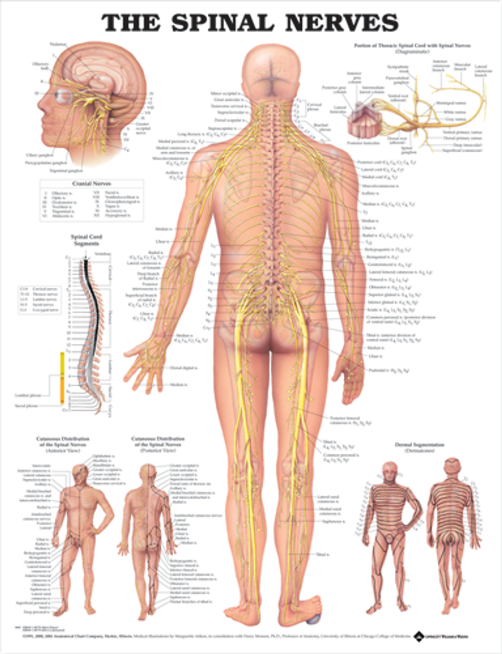 The Spinal Nerves (Laminated) - physio supplies canada
