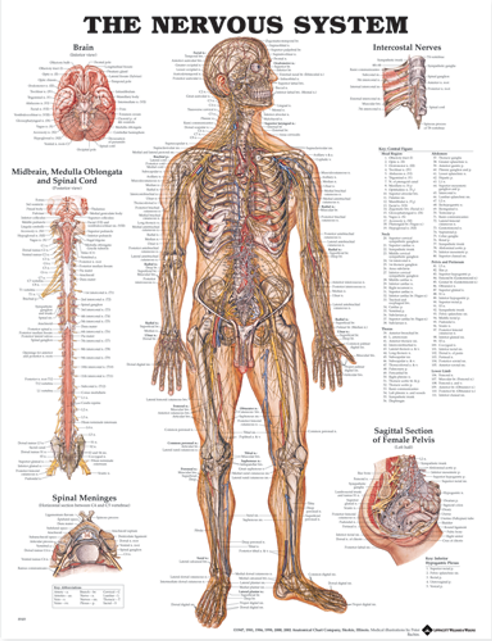 The Nervous System (Laminated) - physio supplies canada