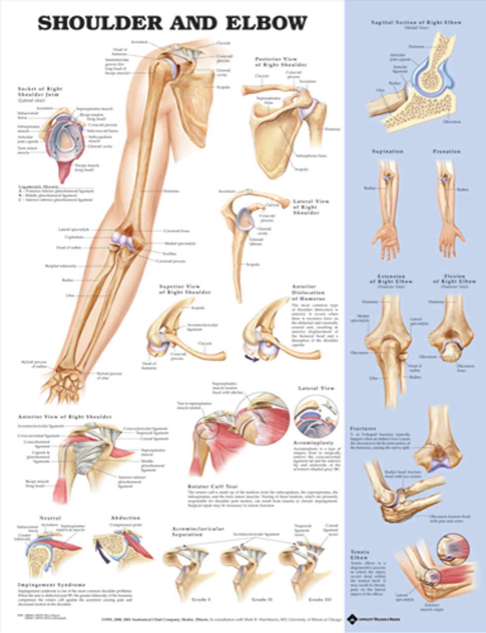 Shoulder & Elbow (Laminated) - physio supplies canada