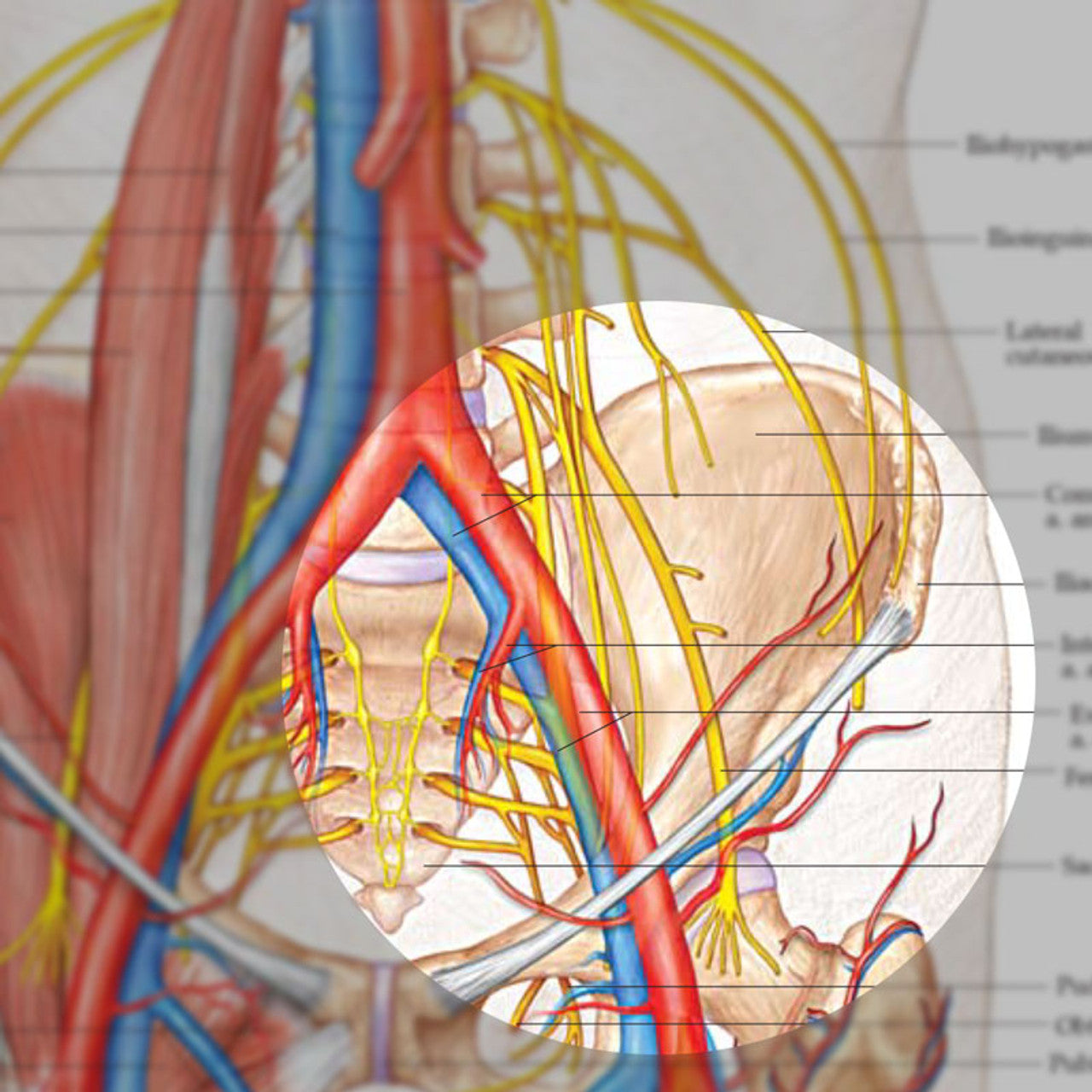 Anatomy and Injuries of the Hip (Laminated) - physio supplies canada