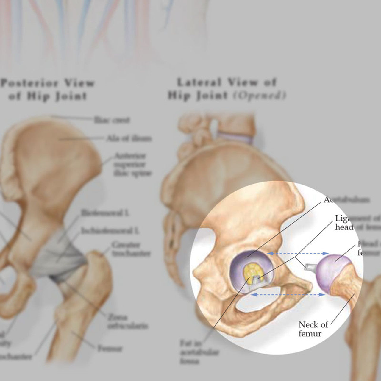 Anatomy and Injuries of the Hip (Laminated) - physio supplies canada