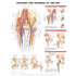 Anatomy and Injuries of the Hip (Laminated) - physio supplies canada