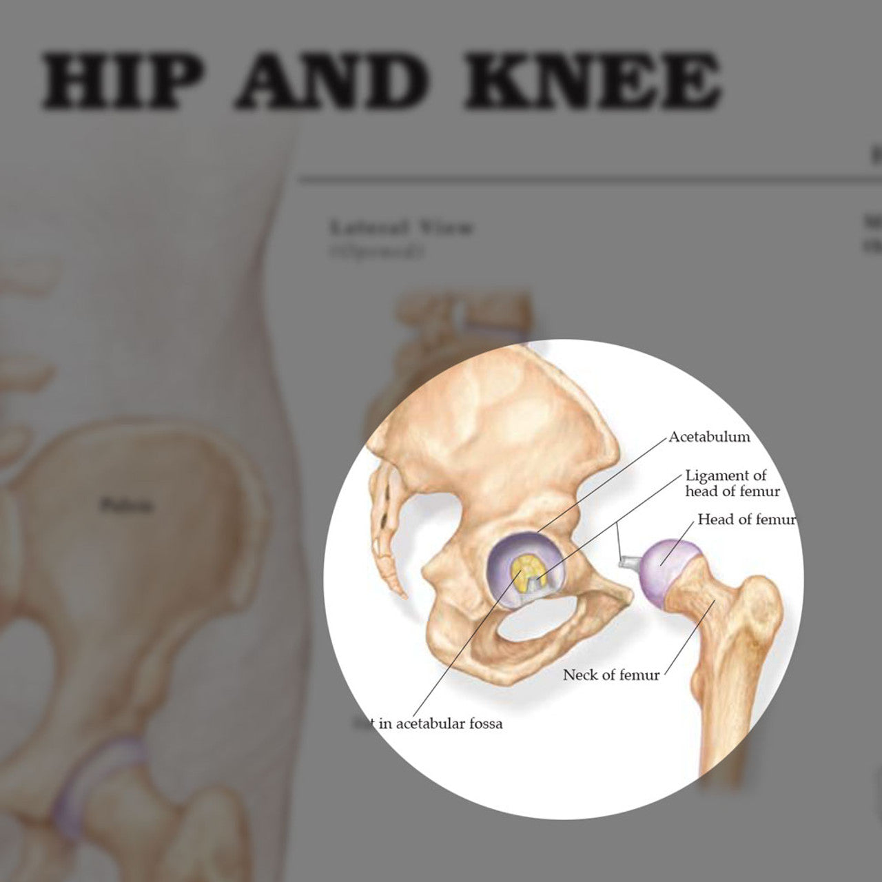 Hip & Knee ( Laminated) - physio supplies canada