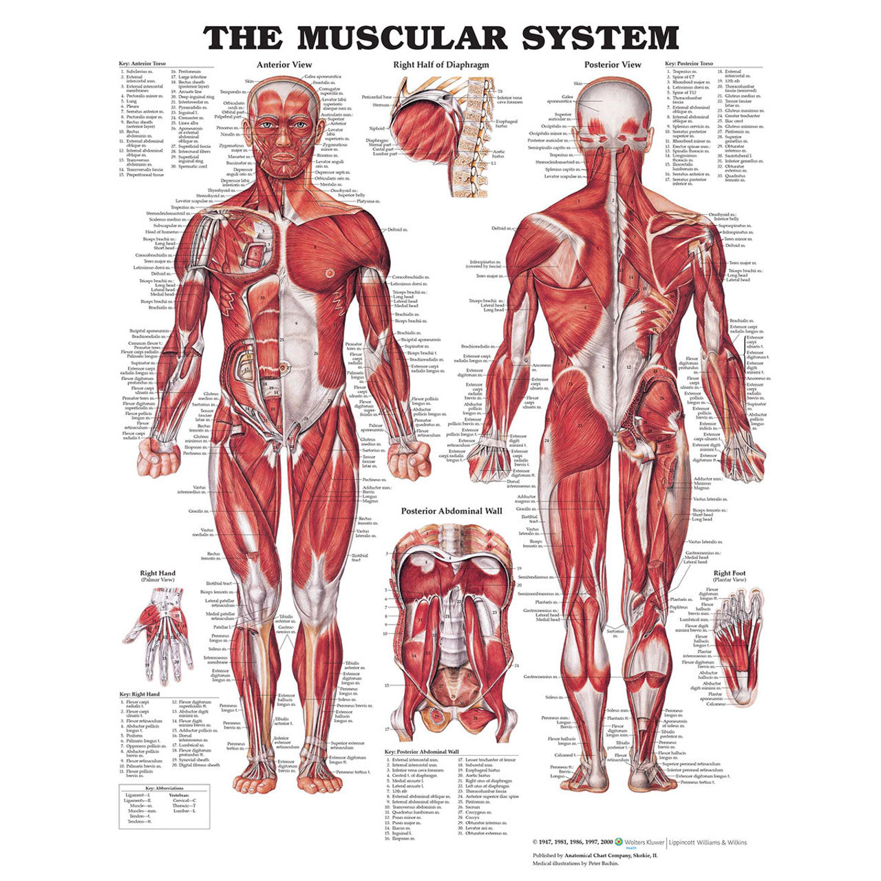 The Muscular System (Laminated) - physio supplies canada
