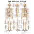 The Skeletal System (Laminated) - physio supplies canada