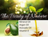 MediSports Pure Massage Oil (1 Gallon) - physio supplies canada