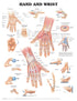 Hand and Wrist (Laminated) - physio supplies canada