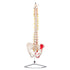 Flexible Spine Model, Painted Muscle Insertions with Stand - physio supplies canada