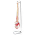 Flexible Spine Model, Painted Muscle Insertions with Stand - physio supplies canada